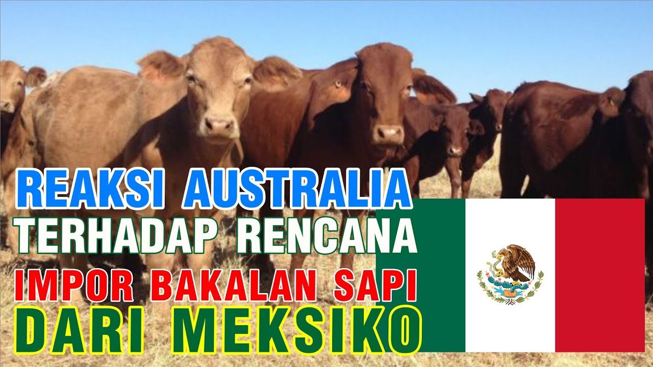 
                                 Reaksi-Australia-Terhadap-Indonesia-Impor-Sapi-Dari-Meksiko